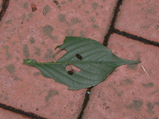 虫食い判定法 明日も自然観察